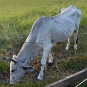 Animal em estado crítico é resgatado após denúncia de abandono em Araranguá