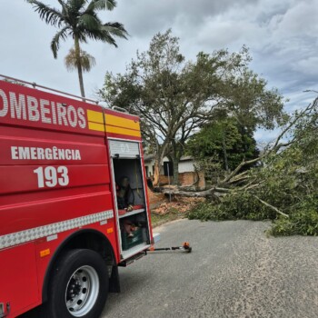 Árvore de grande porte cai sobre rodovia e mobiliza bombeiros em Maracajá