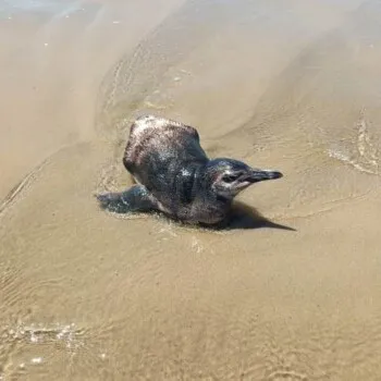 Pinguim debilitado mobiliza moradora de Içara em Balneário Rincão